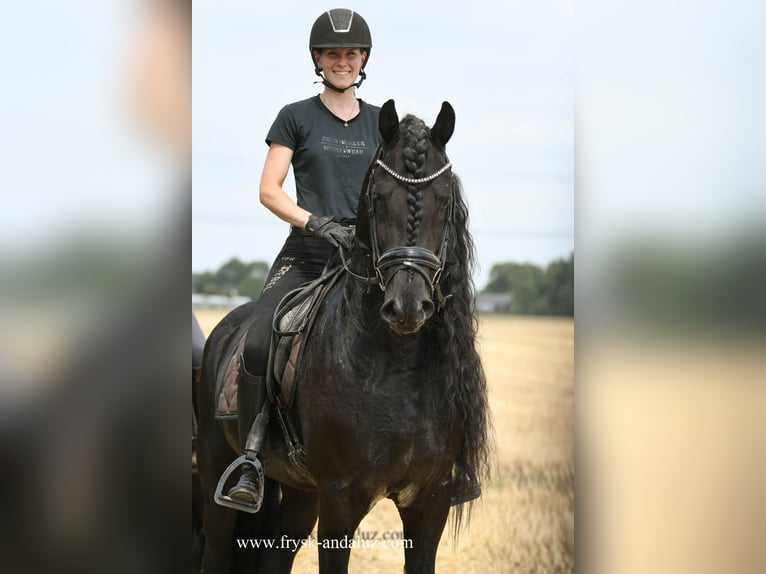 Frisone / Frisone Occidentale Stallone 5 Anni 165 cm Morello in Mijnsheerenland