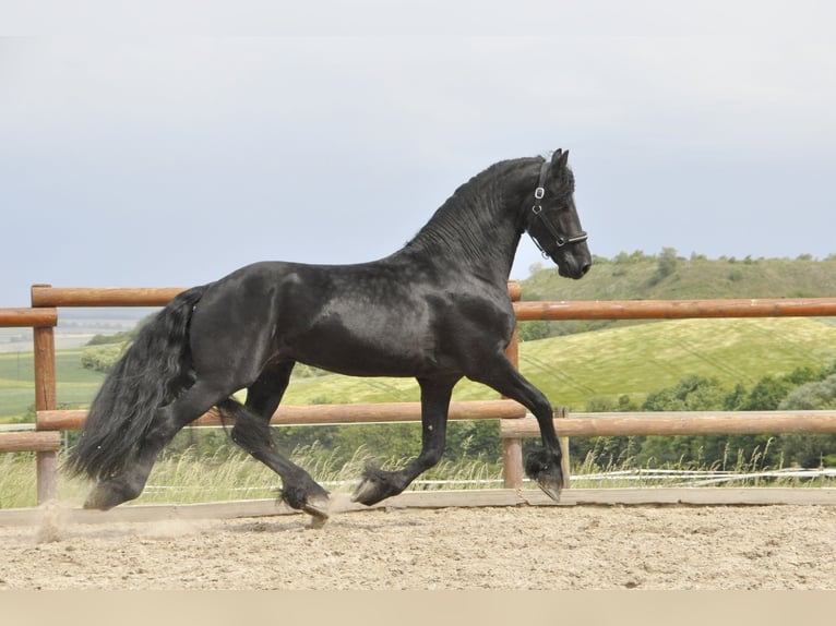 Frisone / Frisone Occidentale Stallone 5 Anni 168 cm  in Ochtendung