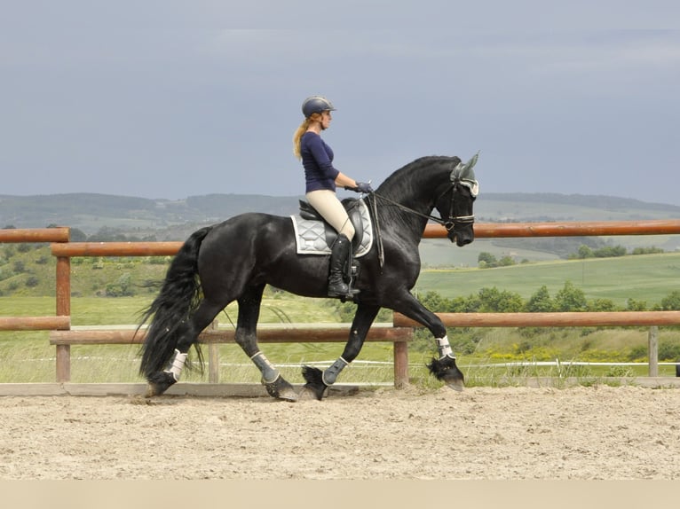 Frisone / Frisone Occidentale Stallone 5 Anni 168 cm Morello in Ochtendung
