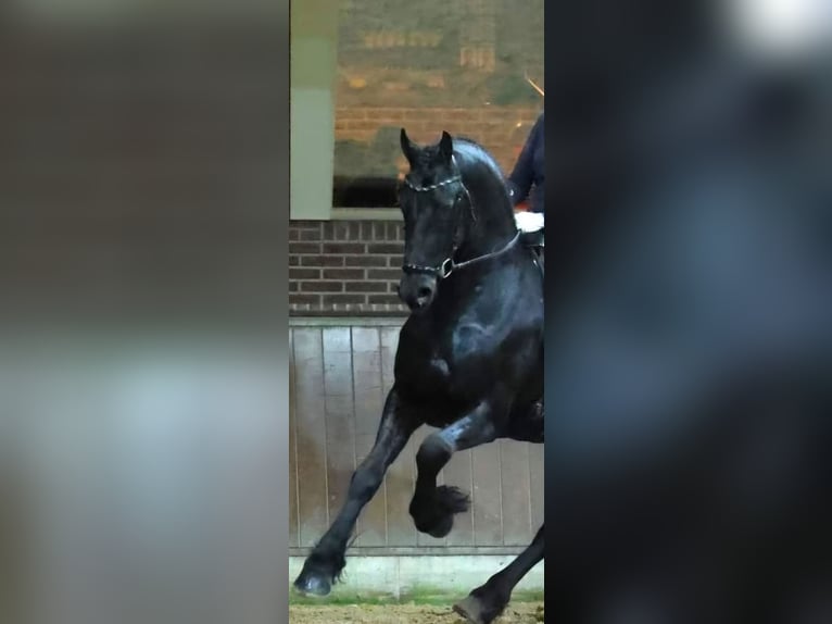 Frisone / Frisone Occidentale Stallone 5 Anni 168 cm Morello in Enschede