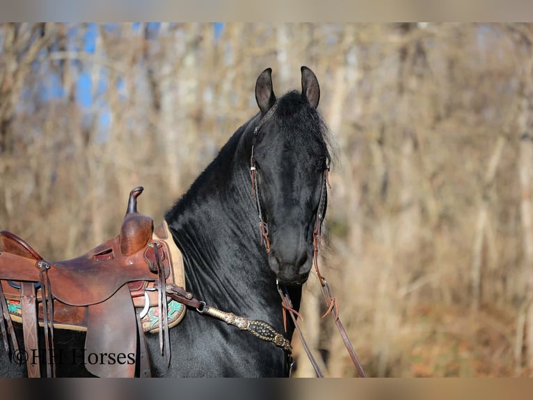 Frisone / Frisone Occidentale Stallone 5 Anni 168 cm Morello in Hillsboro