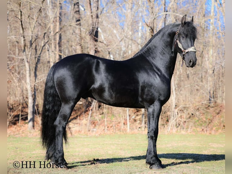 Frisone / Frisone Occidentale Stallone 5 Anni 168 cm Morello in Hillsboro
