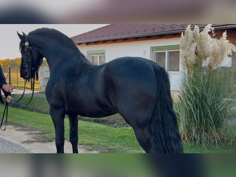 Frisone / Frisone Occidentale Stallone 5 Anni 170 cm Morello in Oberwart