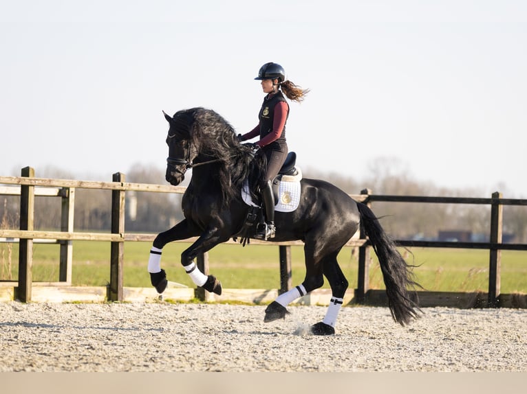Frisone / Frisone Occidentale Stallone 5 Anni 170 cm Morello in Vijfhuizen