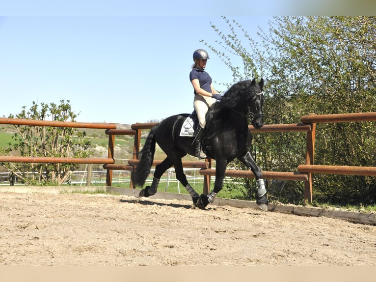 Frisone / Frisone Occidentale Stallone 6 Anni 165 cm Morello in Ochtendung