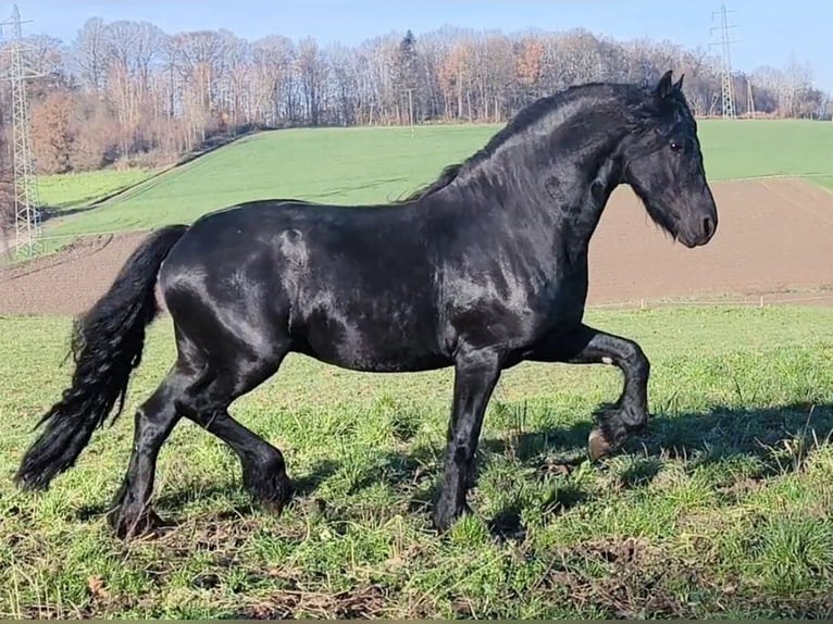 Frisone / Frisone Occidentale Stallone 7 Anni 160 cm Morello in Waldbröl