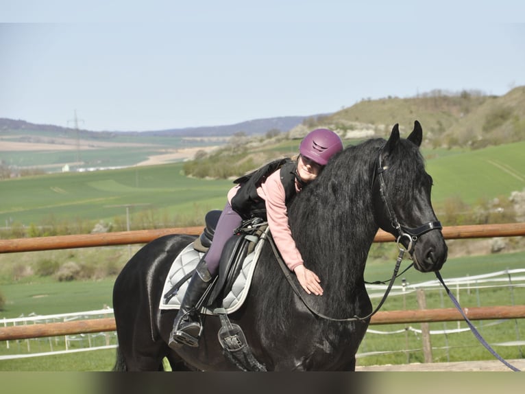 Frisone / Frisone Occidentale Stallone 7 Anni 165 cm Morello in Ochtendung