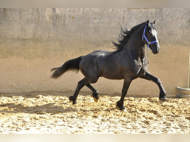 Frisone / Frisone Occidentale Stallone 7 Anni 165 cm Morello in Ochtendung