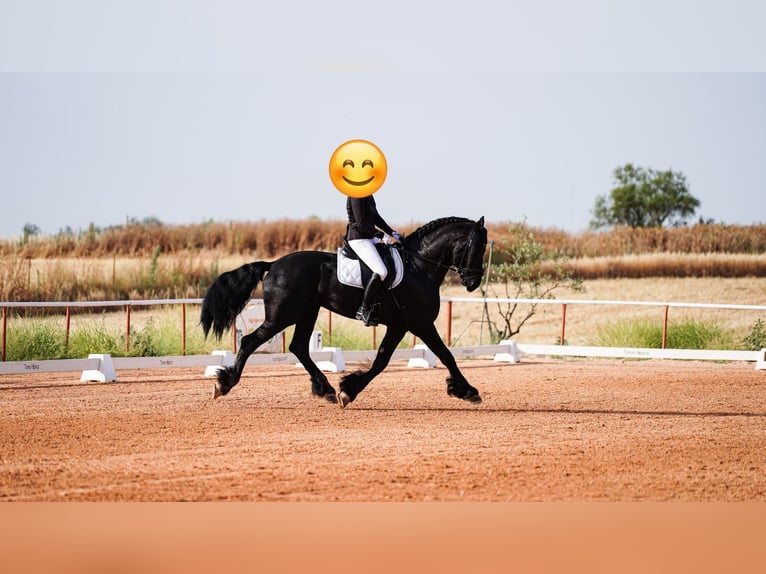 Frisone / Frisone Occidentale Stallone 7 Anni 171 cm Morello in Ciudad Real