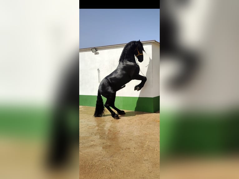 Frisone / Frisone Occidentale Stallone 7 Anni 171 cm Morello in Ciudad Real