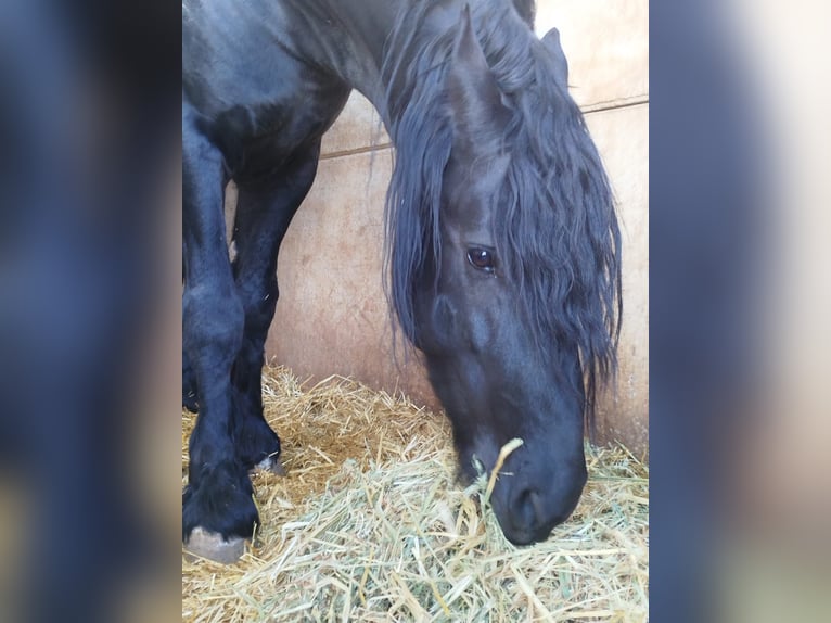 Frisone / Frisone Occidentale Stallone 7 Anni 171 cm Morello in Ciudad Real