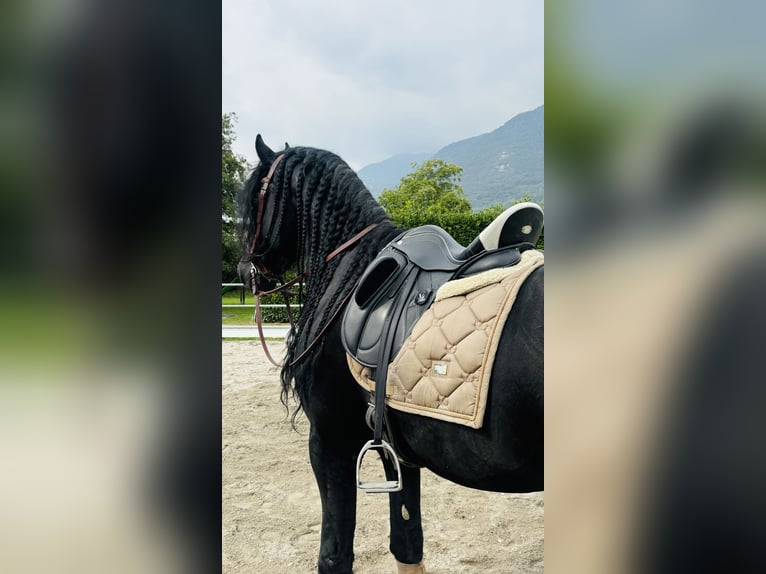 Frisone / Frisone Occidentale Stallone 7 Anni 172 cm Morello in Boccaleone