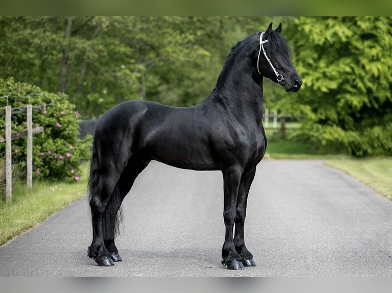 Frisone / Frisone Occidentale Stallone 7 Anni Baio scuro in Petersdorf