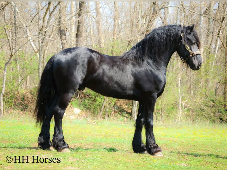 Frisone / Frisone Occidentale Stallone 8 Anni 157 cm Morello in Flemingsburg