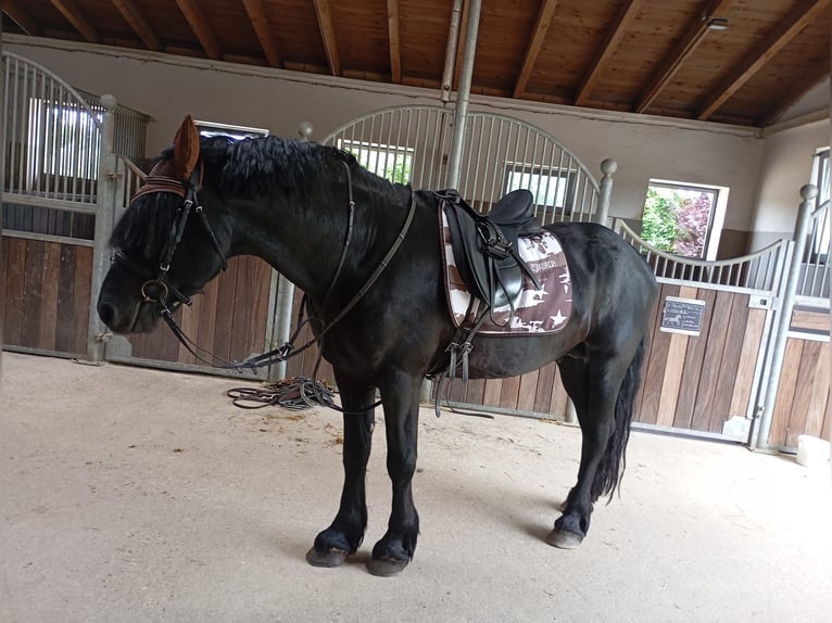 Frisone / Frisone Occidentale Mix Stallone 8 Anni 160 cm Morello in Feichten an der Alz