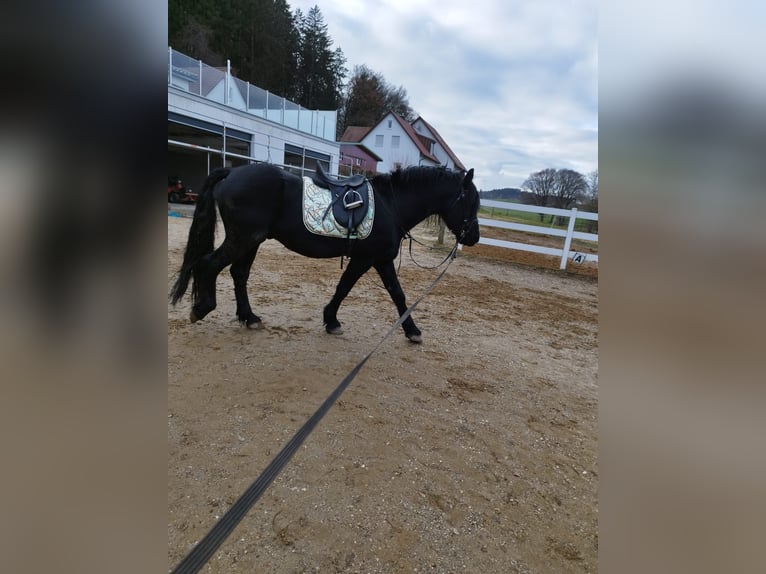 Frisone / Frisone Occidentale Mix Stallone 8 Anni 160 cm Morello in Feichten an der Alz