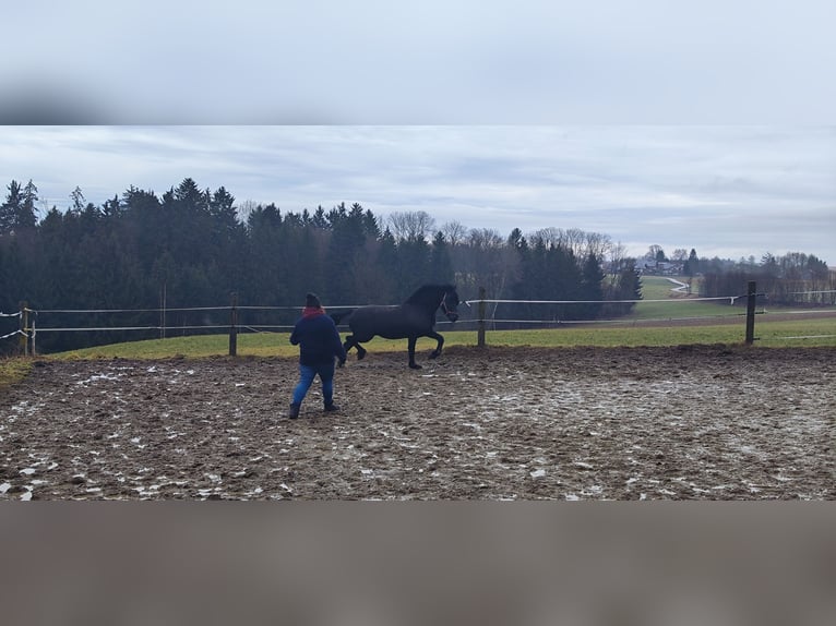 Frisone / Frisone Occidentale Mix Stallone 8 Anni 160 cm Morello in Feichten an der Alz