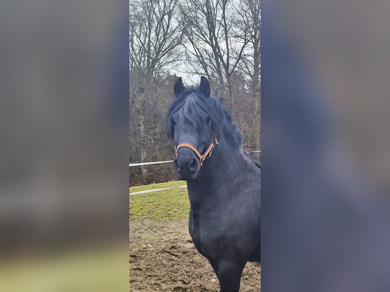 Frisone / Frisone Occidentale Mix Stallone 8 Anni 160 cm Morello in Feichten an der Alz