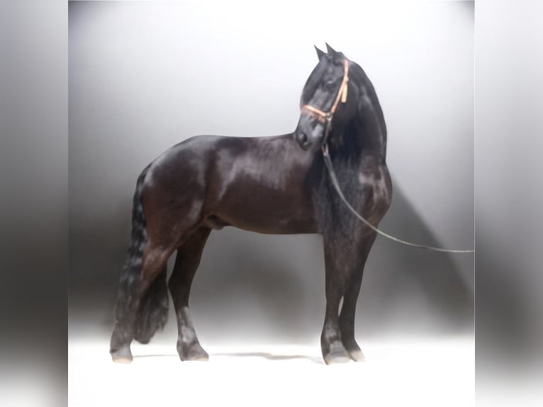 Frisone / Frisone Occidentale Stallone 8 Anni 163 cm Morello in Malaga
