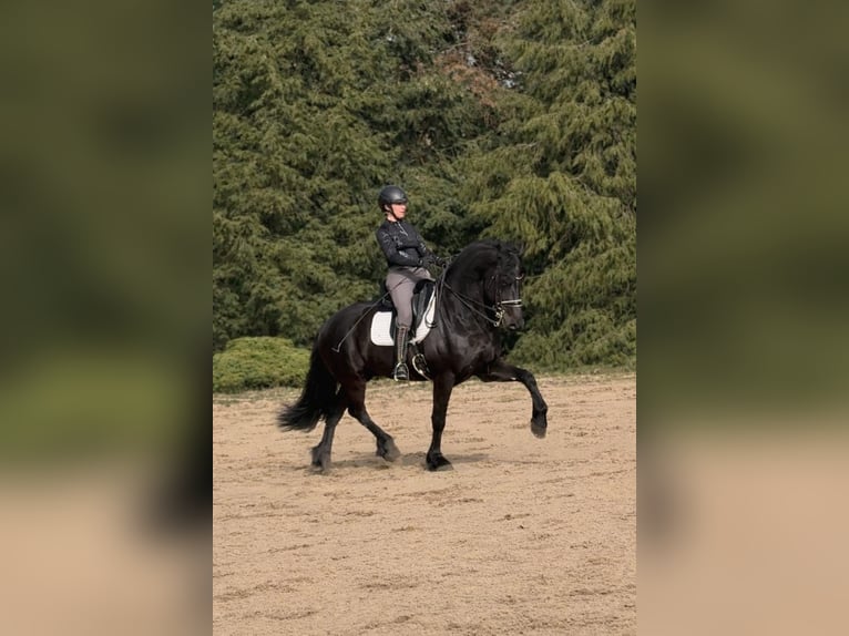 Frisone / Frisone Occidentale Stallone 8 Anni 164 cm Morello in Kaarst
