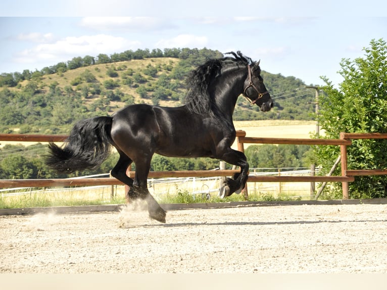Frisone / Frisone Occidentale Stallone 8 Anni 166 cm Morello in Ochtendung