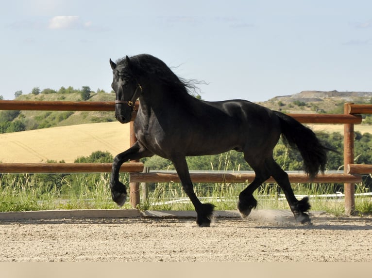 Frisone / Frisone Occidentale Stallone 8 Anni 166 cm Morello in Ochtendung