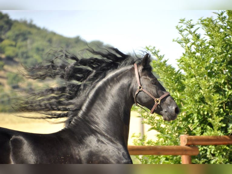 Frisone / Frisone Occidentale Stallone 8 Anni 166 cm Morello in Ochtendung