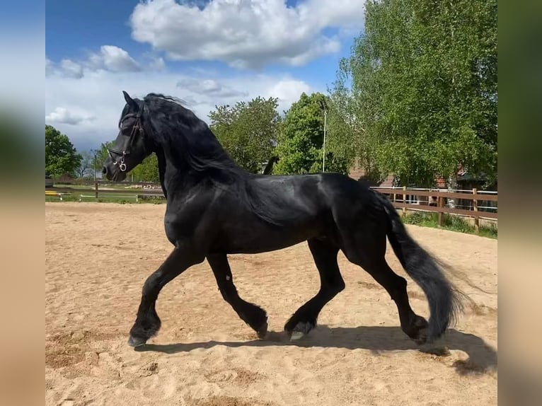 Frisone / Frisone Occidentale Stallone 8 Anni 167 cm Morello in Drewryville