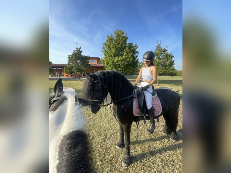 Frisone / Frisone Occidentale Stallone 8 Anni 172 cm Morello in Bergamo