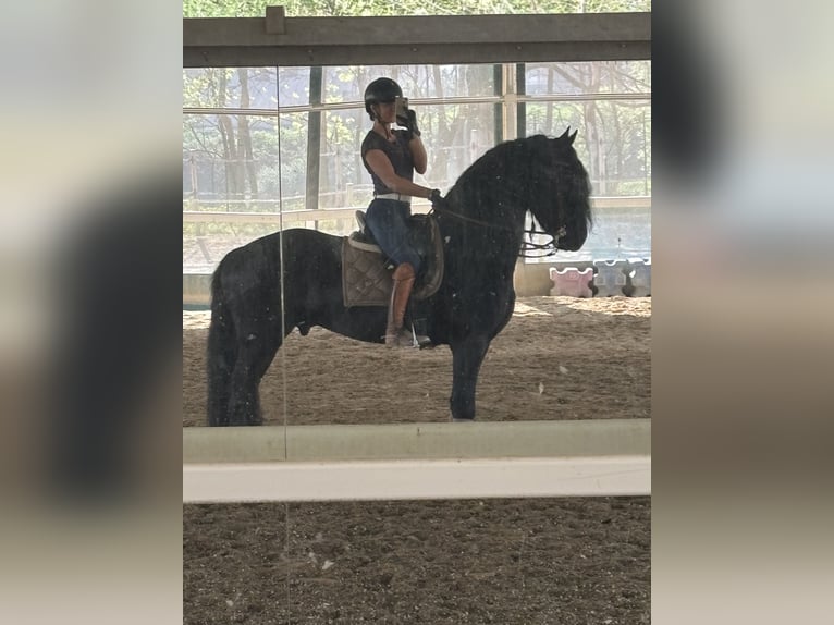 Frisone / Frisone Occidentale Stallone 9 Anni 172 cm Morello in Bergamo