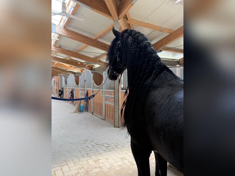 Frisone / Frisone Occidentale Stallone 9 Anni 172 cm Morello in Bergamo