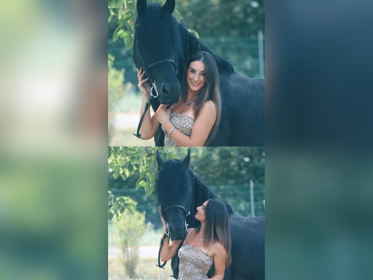 Frisone / Frisone Occidentale Stallone 9 Anni 172 cm Morello in Bergamo
