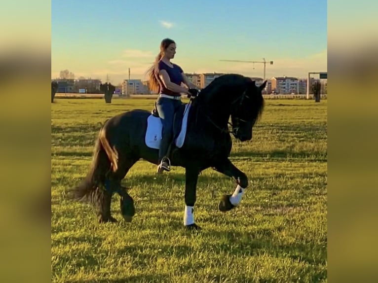Frisone / Frisone Occidentale Stallone 9 Anni 172 cm Morello in Bergamo