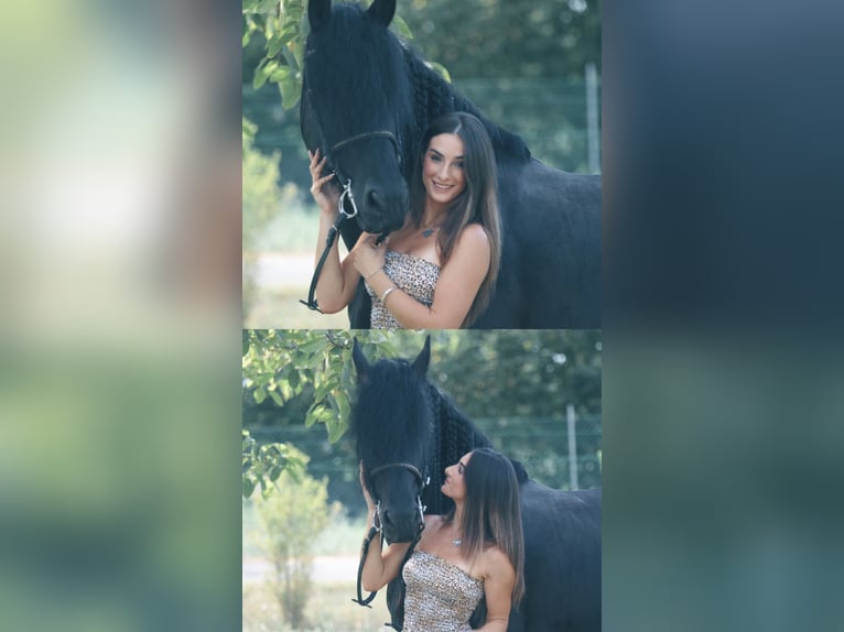 Frisone / Frisone Occidentale Stallone 9 Anni 172 cm Morello in Bergamo