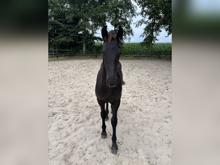 Frisone / Frisone Occidentale Mix Stallone Puledri (03/2026) 130 cm Morello in Bockhorn GoelriehenfeldBockhorn