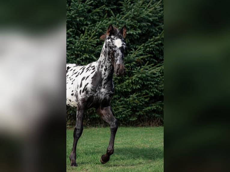 Frisone / Frisone Occidentale Stallone Puledri (06/2026) 158 cm Leopard in GOVEN