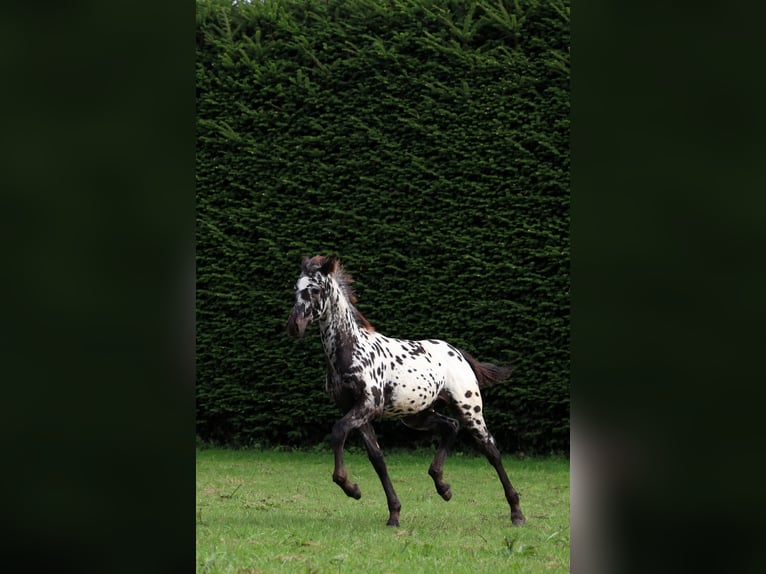 Frisone / Frisone Occidentale Stallone Puledri (06/2026) 158 cm Leopard in GOVEN