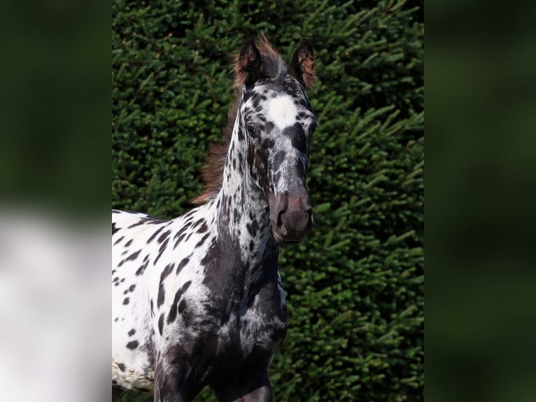 Frisone / Frisone Occidentale Stallone Puledri (06/2026) 158 cm Leopard in GOVEN