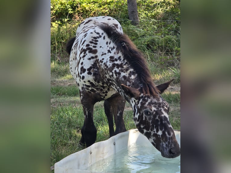 Frisone / Frisone Occidentale Mix Stallone Puledri (03/2026) 165 cm Leopard in Parthenstein