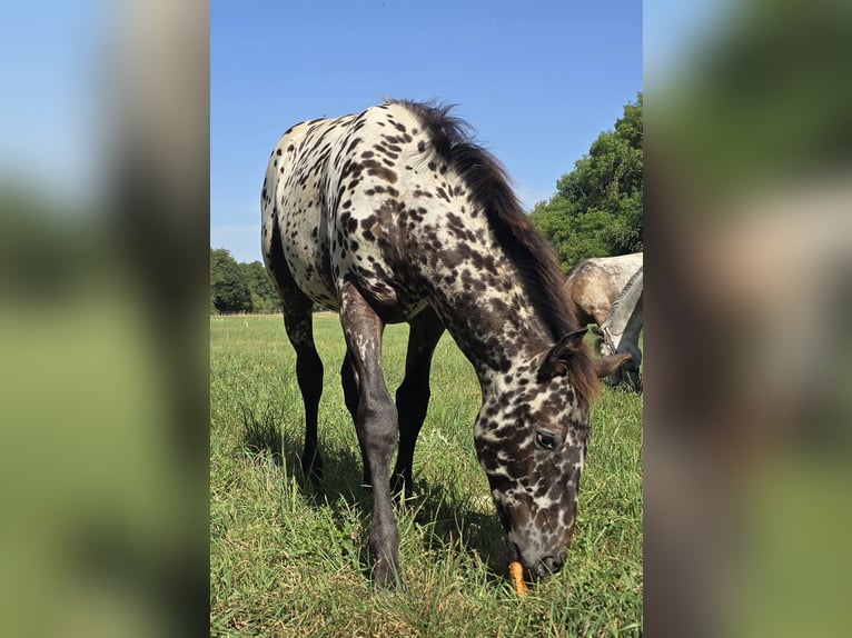 Frisone / Frisone Occidentale Mix Stallone Puledri (03/2026) 165 cm Leopard in Parthenstein