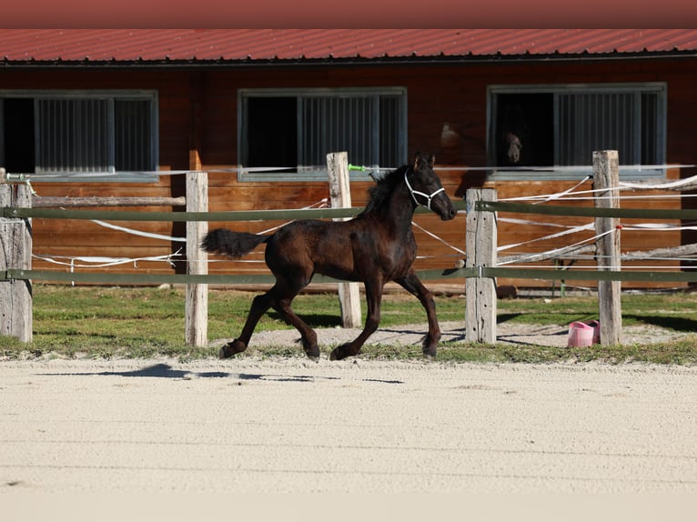 Frisone / Frisone Occidentale Stallone Puledri (05/2026) 165 cm Morello in Oberperfuss