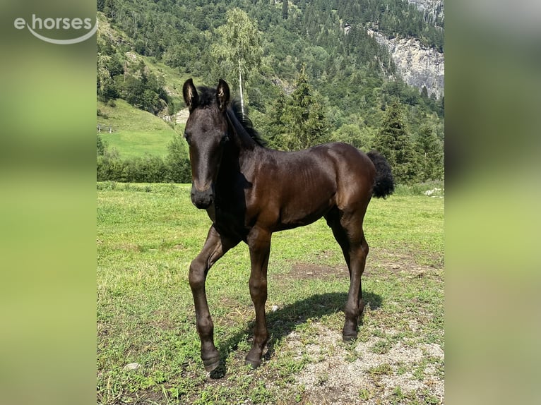 Frisone / Frisone Occidentale Stallone Puledri (05/2026) 167 cm Morello in St. Michael