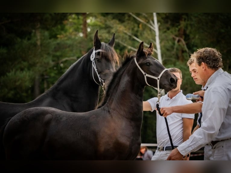 Frisone / Frisone Occidentale Stallone Puledri (01/2025) in Zw&#xF6;nitz