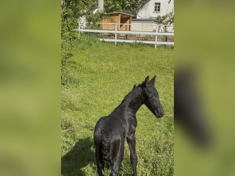 Frisone / Frisone Occidentale Stallone Puledri (05/2026)  in Medlingen