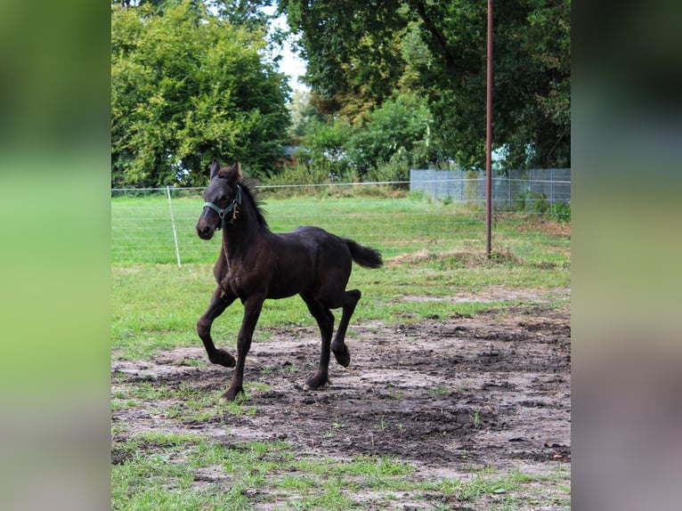 Frisone / Frisone Occidentale Stallone Puledri (06/2026) Morello in Eldingen