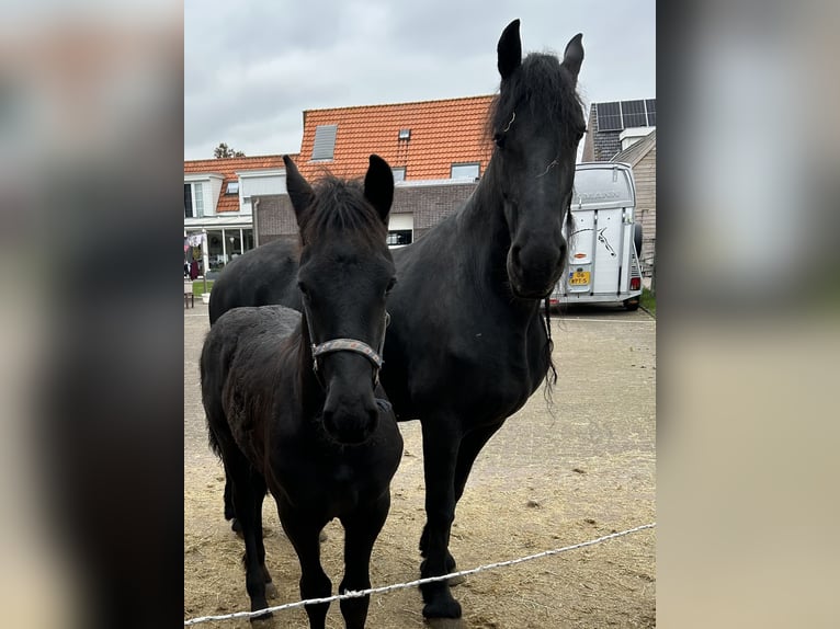 Frisone / Frisone Occidentale Stallone Puledri (07/2025) Morello in Grijpskerke