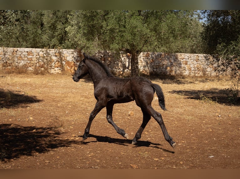 Frisone / Frisone Occidentale Stallone Puledri (05/2026) Morello in Ostuni