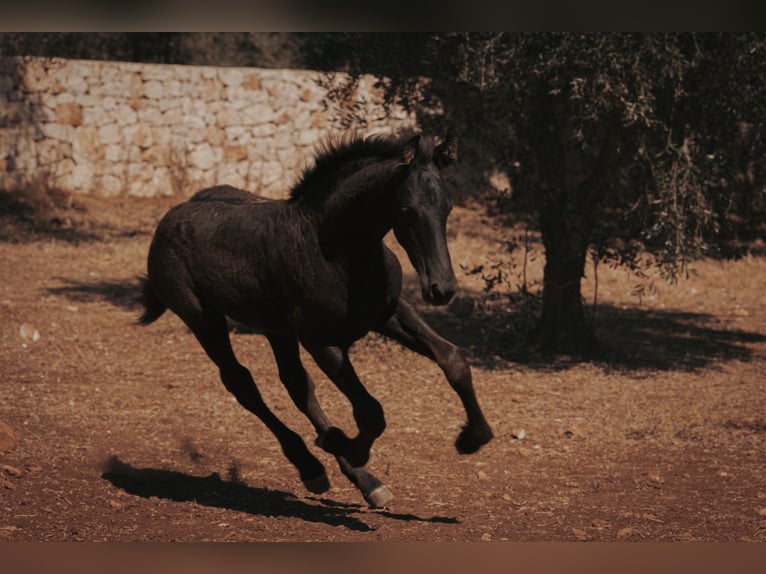 Frisone / Frisone Occidentale Stallone Puledri (05/2026) Morello in Ostuni