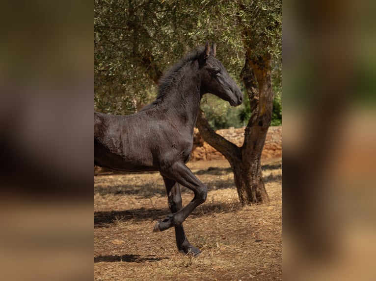 Frisone / Frisone Occidentale Stallone Puledri (05/2026) Morello in Ostuni