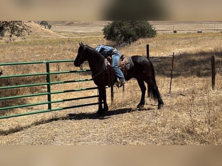 Frisones Caballo castrado 10 años 152 cm Negro in Tres Pinos